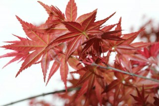 花花草草